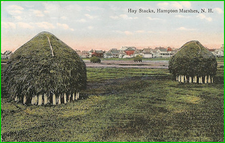 marsh_hay