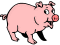 pig